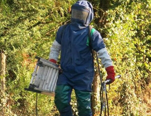 destruction de nid de frelon asiatique à poligny