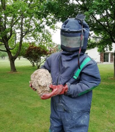 Destruction de nid asiatique dans le jura à Champagnole