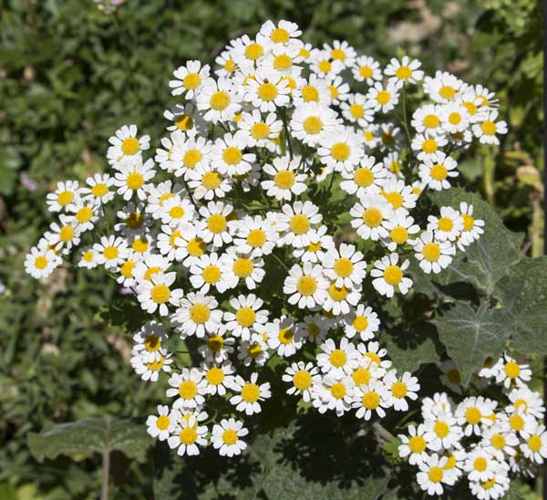 Tanacetum cinerariifolium. Insecticide naturel. Désinsectisation Jura. désinsectisation Poligny. Désinsectisation Lons le Saunier. désinsectisation Dole